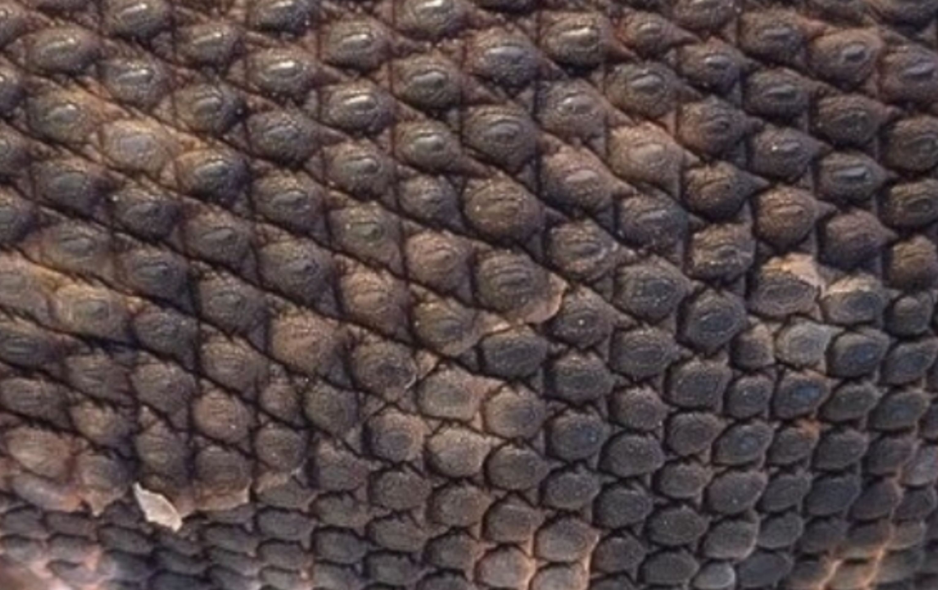 Reptiderm: recenze od varana Mephista