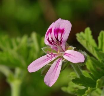 Pelargonie