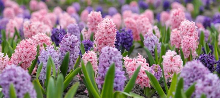 Kvetoucí hyacinty