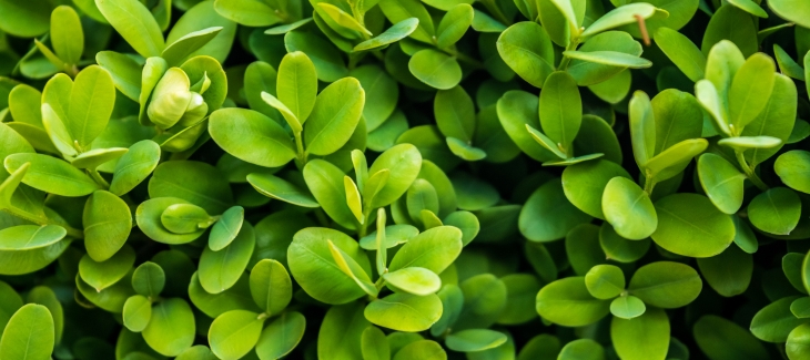 Buxus