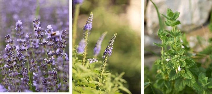 Levandule lékařská - lavandula hybriada - meduňka indicum. 