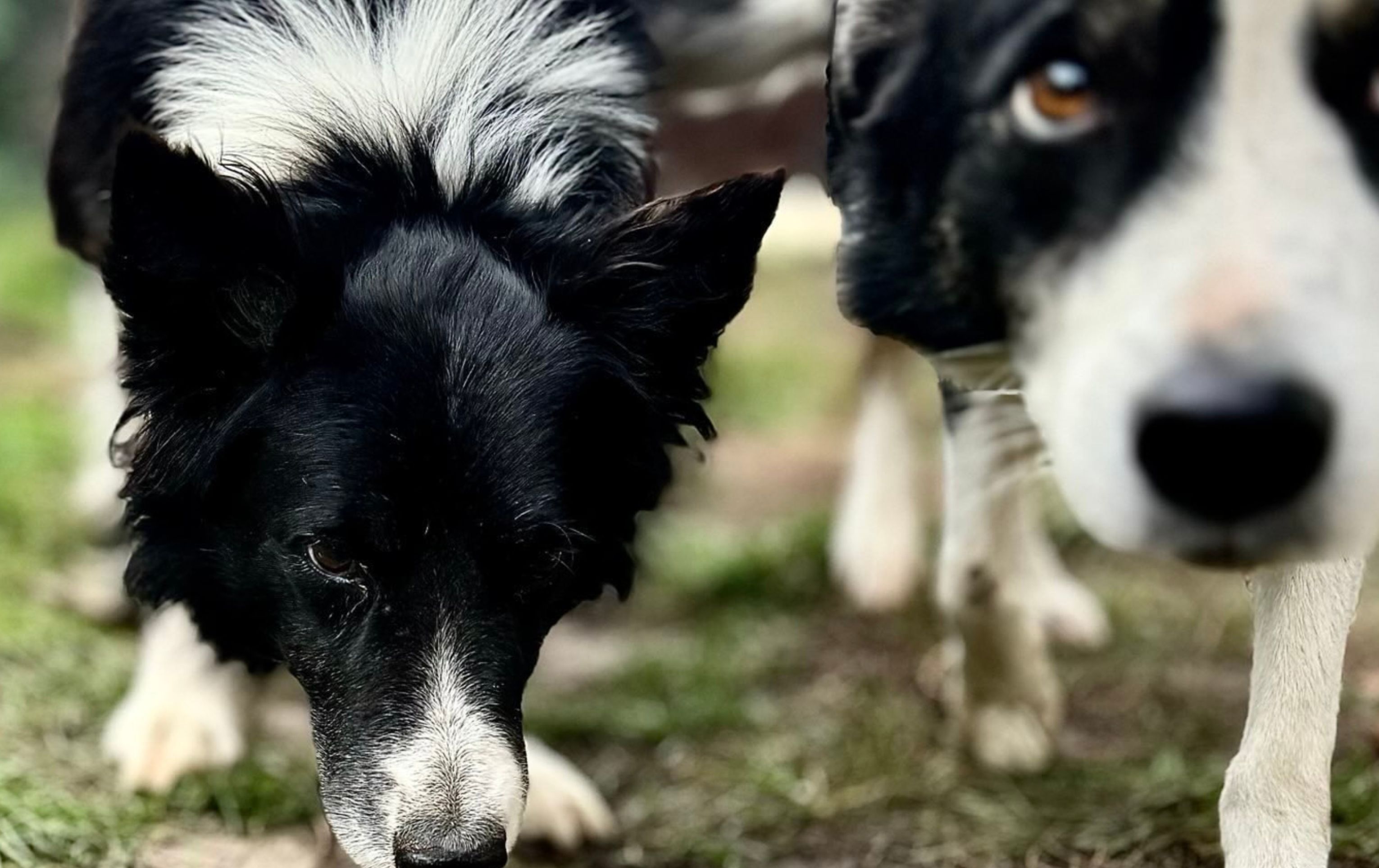 Jak na hot spot u psa?