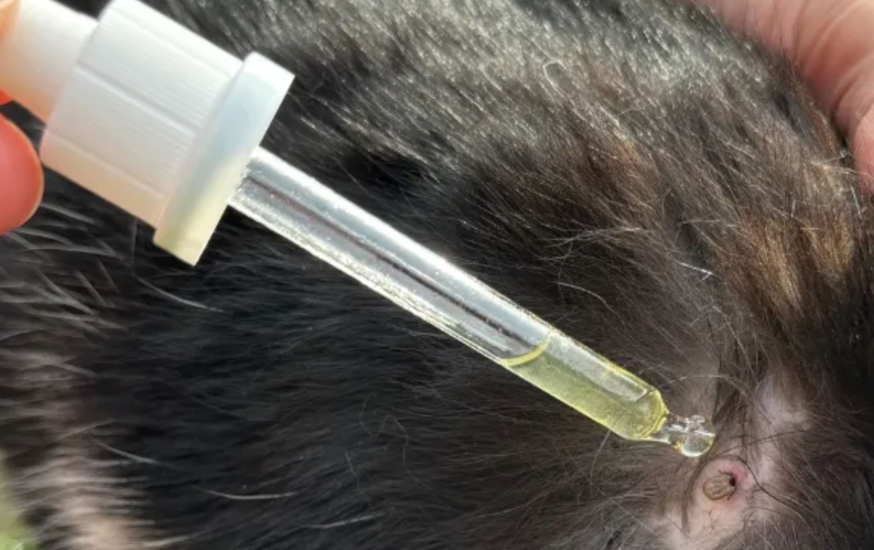 Jak vytáhnout klíště?