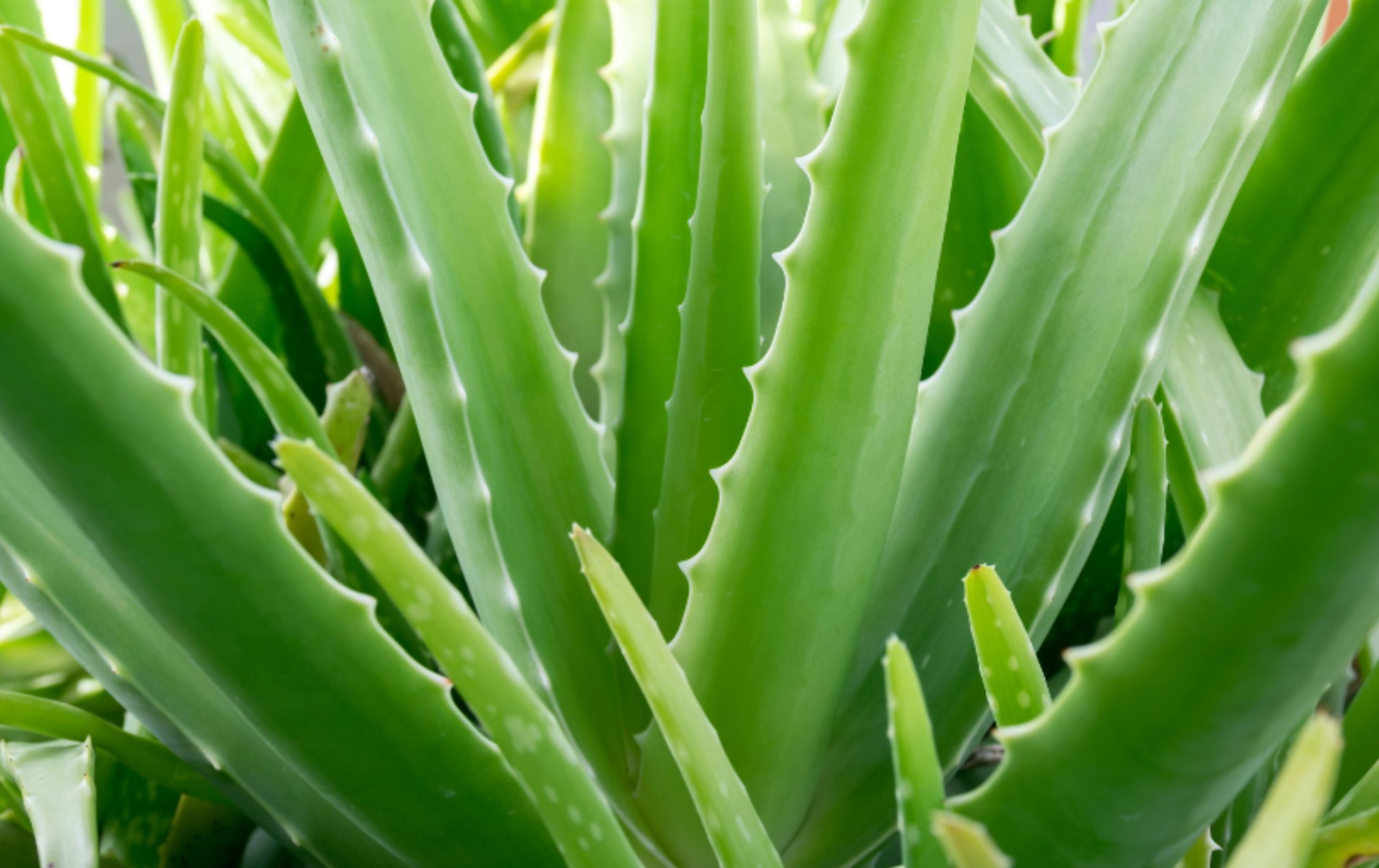 Aloe vera - rostlina sluncem stvořená