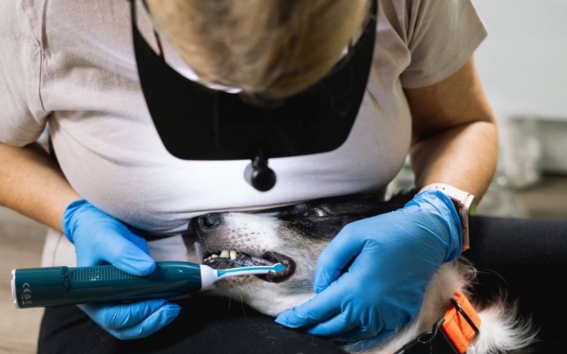 Jak pomáhá zubní olej Fauna dentol při dentální hygieně u psů?