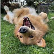 Uši, oči a čumák